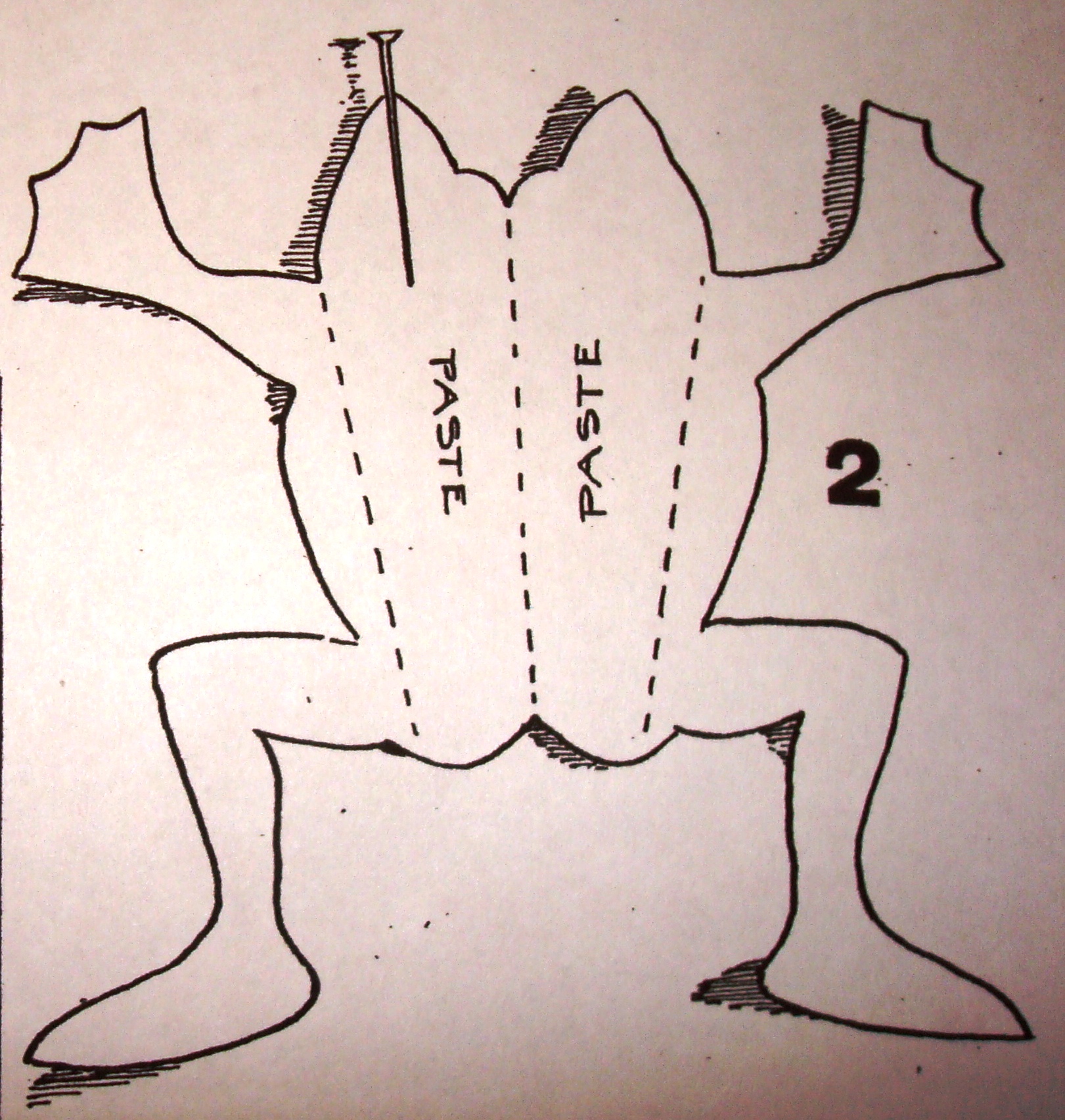 1621x1704 Old Time Paper Craft Swimming Frog A Hundred Years Ago