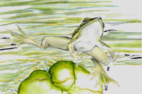 Frog Jumping Drawing at GetDrawings | Free download