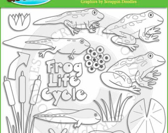 Frog Life Cycle Drawing at GetDrawings | Free download