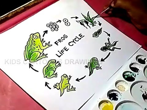 480x360 How To Draw Frog Life Cycle Drawing For Kids