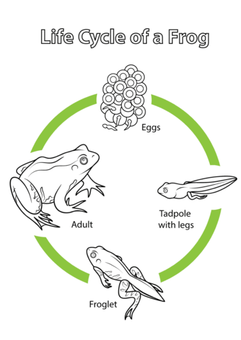 340x480 Life Cycle Of A Frog Coloring Page Free Printable Coloring Pages