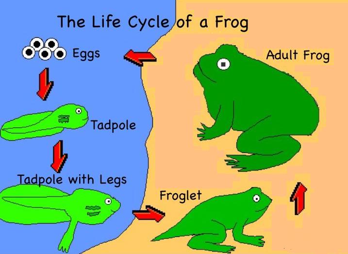 717x523 Scienceatscene From Egg To Frog