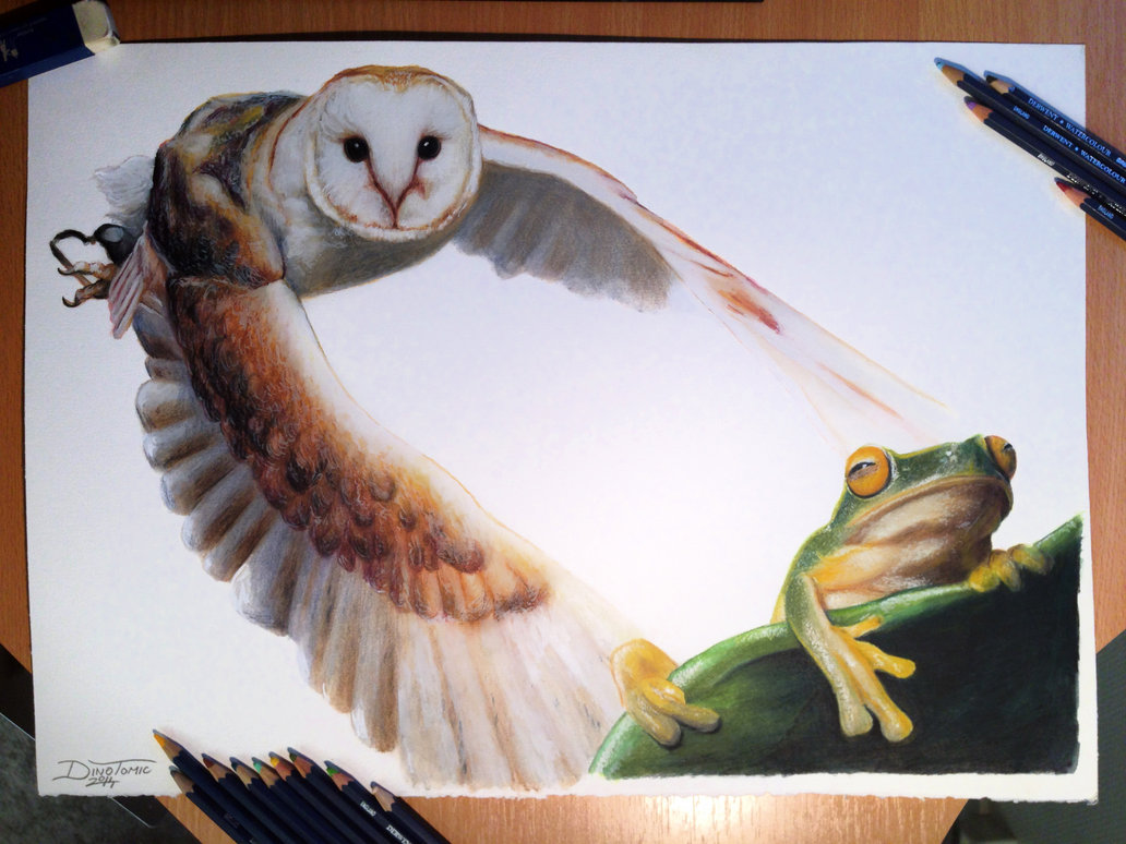 1032x774 Owl Frog Color Pencil Drawing By Atomiccircus