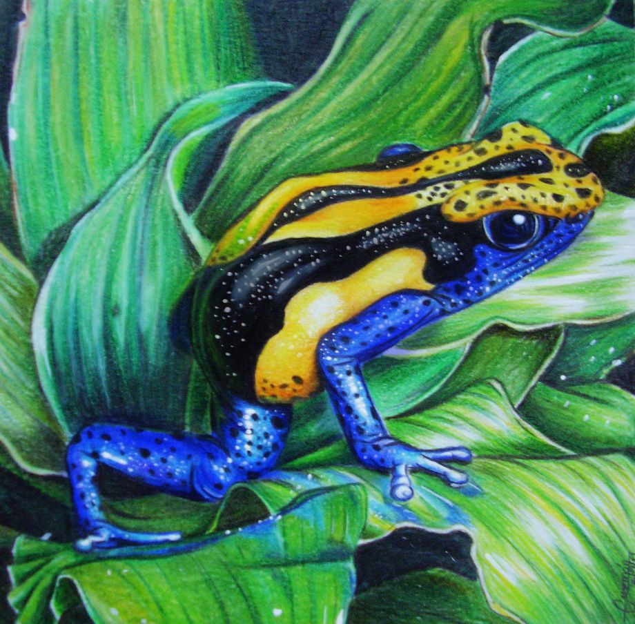 920x904 Poison Dart Frog Colored Pencils On Durex Geller 18 18 Cms
