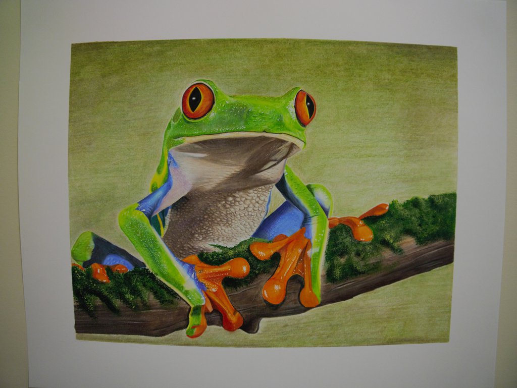 1024x769 Red Eyed Tree Frog Colored Pencil Drawing By Dustindattilioart