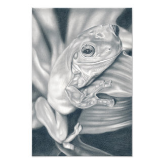 324x324 Tree Frog Drawing Art Amp Framed Artwork Zazzle