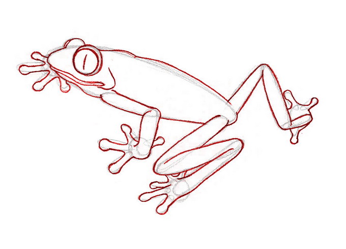 680x490 How To Draw A Rainforest Frog 6 Steps (With Pictures)