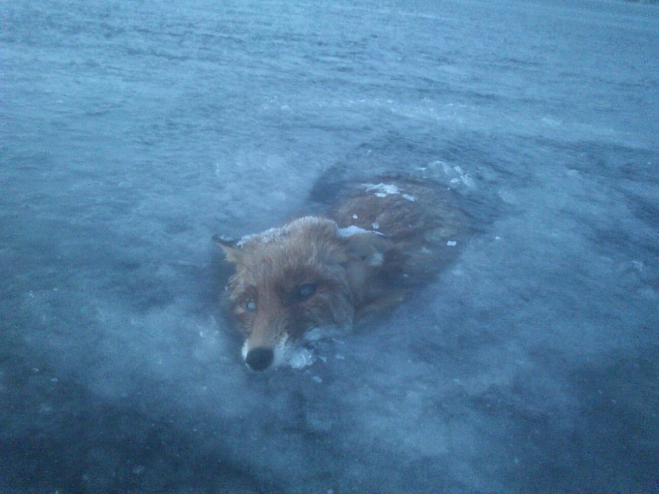 1296x972 Frozen Fox In Swedish Lake