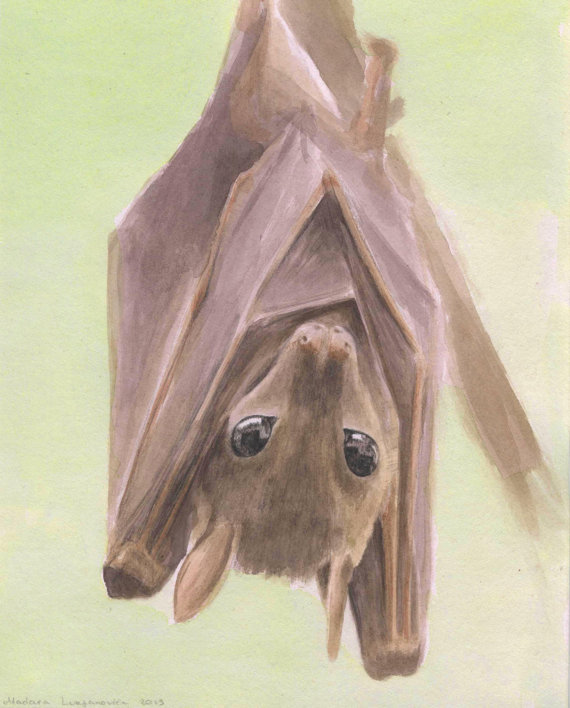 570x708 Fruit Bat Painting. Bat Painting. Bat Watercolor. Original