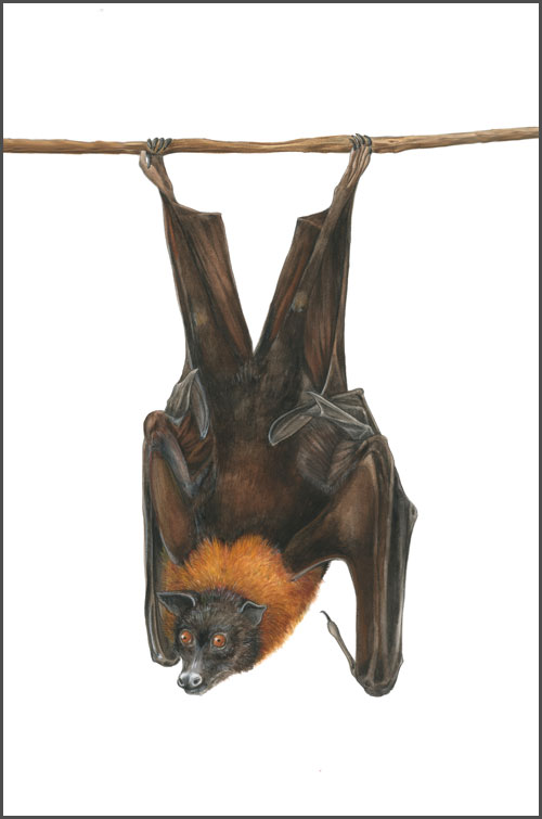 500x755 Malayan Flying Fox The Art Of Mindy Lighthipe