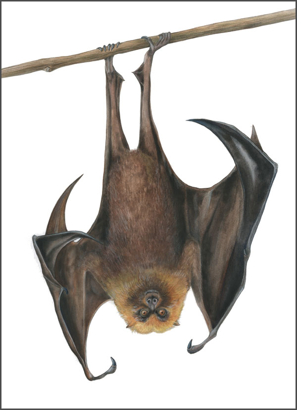 600x830 Mindy Lighthipe, Rodrigues Fruit Bat Pteropus Rodricensis Is