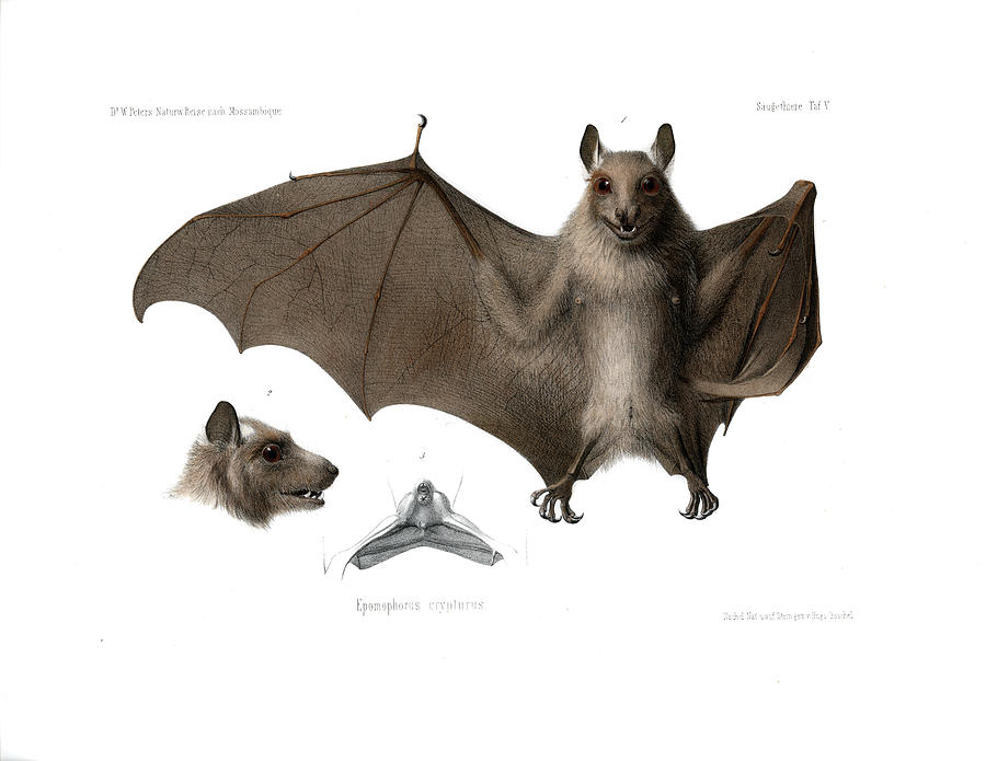 900x695 Peters's Epauletted Fruit Bat Drawing By Hugo Troschel