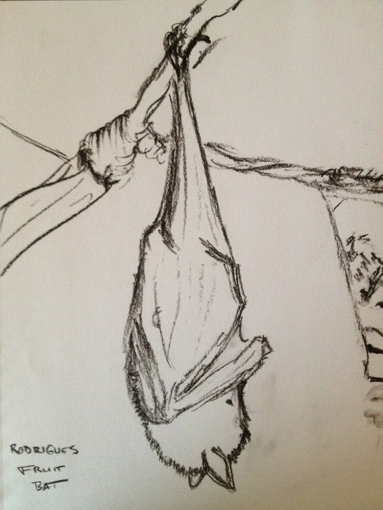 774x1032 Rodrigues Fruit Bat Charcoal Sketch By Msmelee