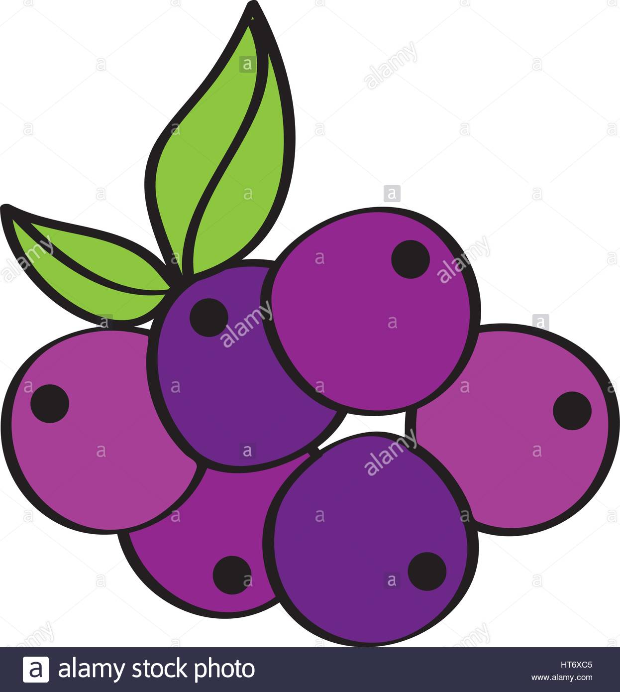 1246x1390 Grapes Fresh Fruit Drawing Icon Stock Vector Art Amp Illustration