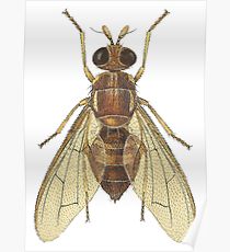 210x230 Fruit Fly Drawing Posters Redbubble