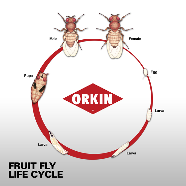 600x600 Life Span Amp Life Cycle Of Fruit Fly