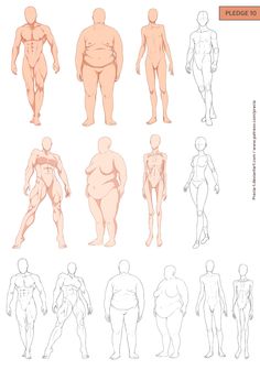 236x336 How To Draw Realistic Bodies Body Type Study  By ~jinx Star