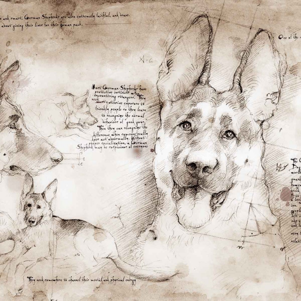 1000x1000 German Shepherd Study A Full Size Da Vinci Style Drawing