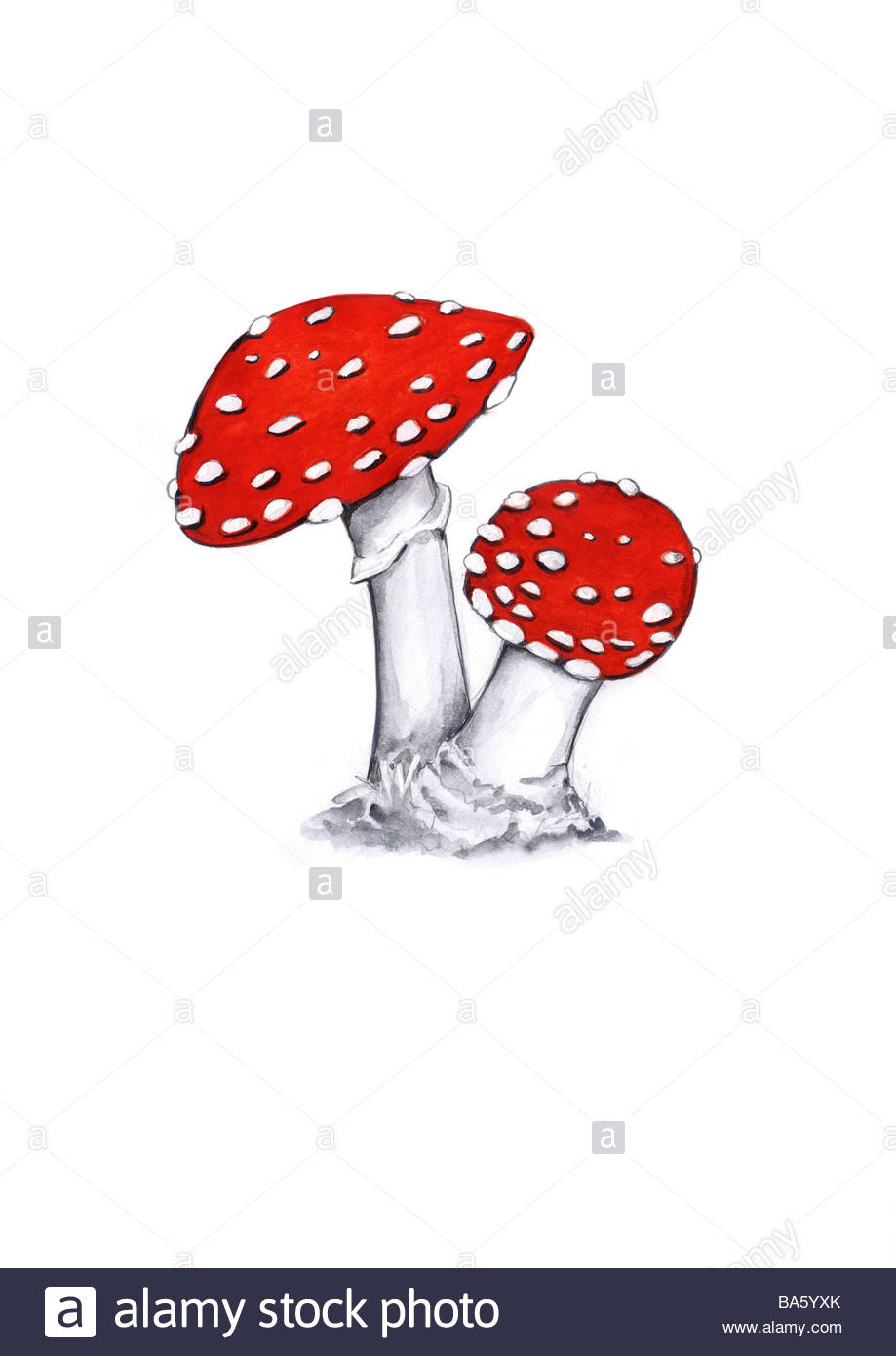 919x1390 Illustration Fly Fungi Amanita Muscaria Drawing Watercolor Plant