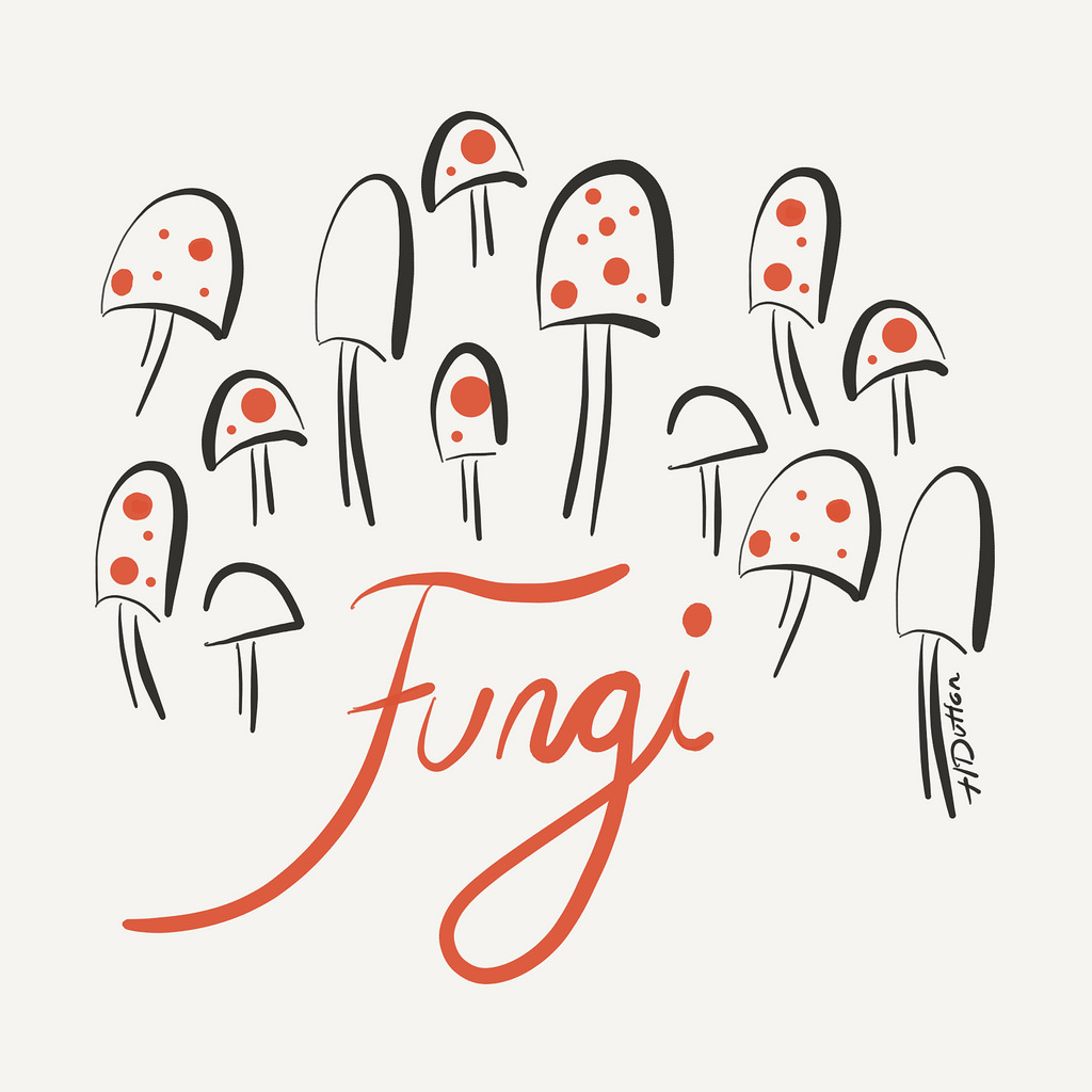 1024x1024 The World's Best Photos Of Drawing And Fungi