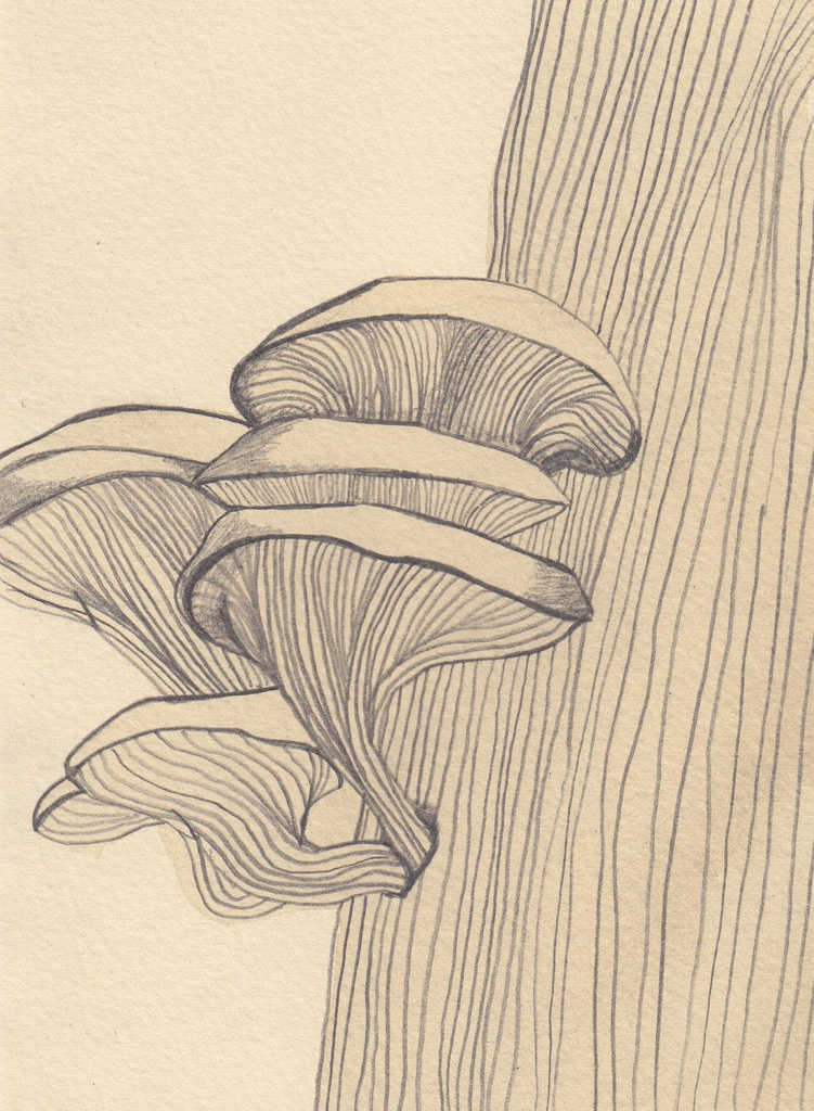 751x1024 Mystical Fungi