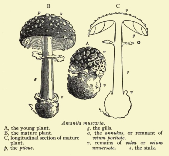 557x512 Amanita Mushroom Drawing