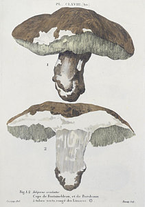 211x300 Fungus Drawings Fine Art America