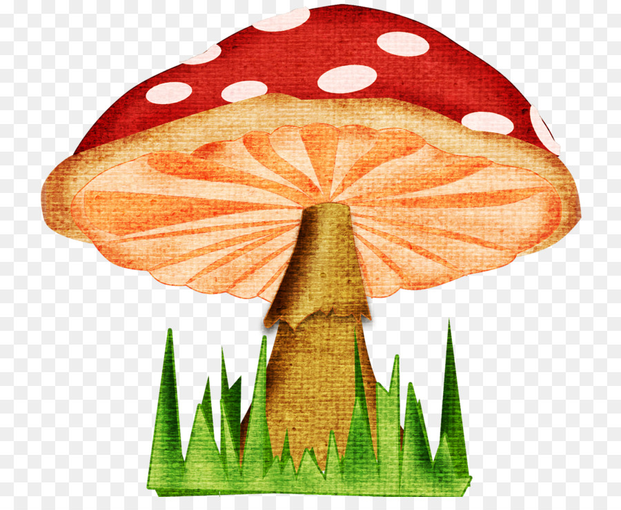 900x740 Mushroom Fungus Drawing