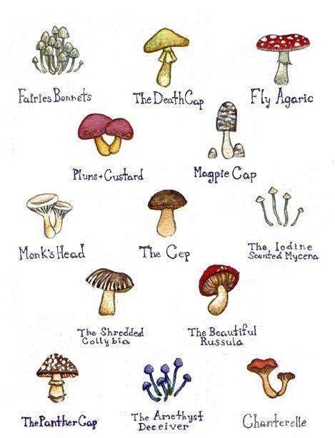 469x614 Mushrooms Gardening And More Mushrooms, Doodles