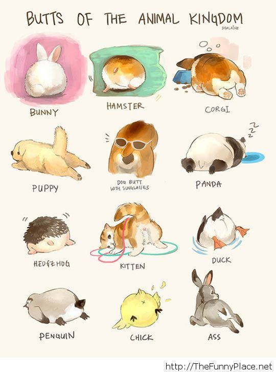 540x727 Funny Animal Drawings Thefunnyplace