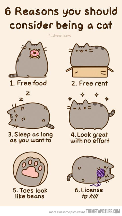 496x878 Funny Cat Drawings Cute Uploaded By Myfunnyphotos