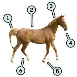 250x250 Drawing A Cartoon Horse