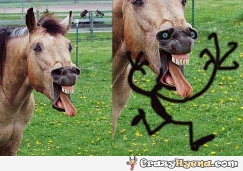 493x347 Humorous Drawing Using A Horse Picture Funny Horse