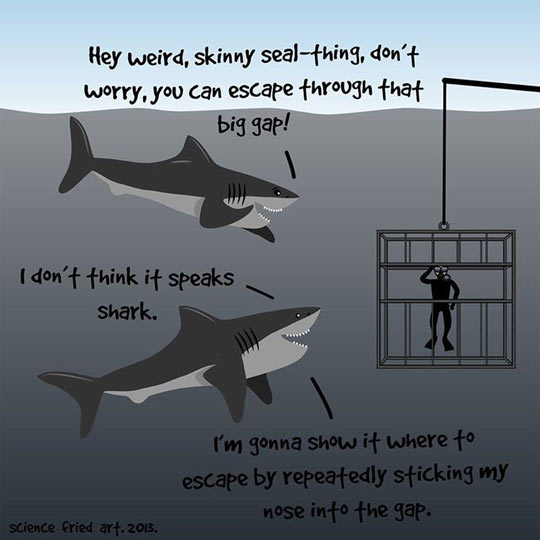 540x540 Sharks Just Try To Help