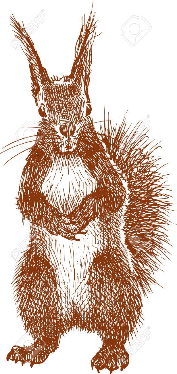 616x1300 Vector Drawing Of A Funny Squirrel. Royalty Free Cliparts, Vectors
