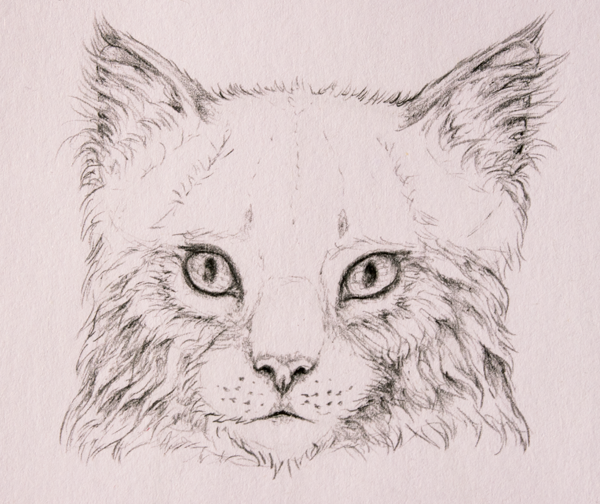 600x504 How To Draw Animals Quickly Render Fur