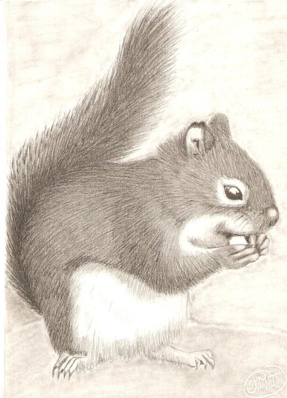 577x800 Squirrel
