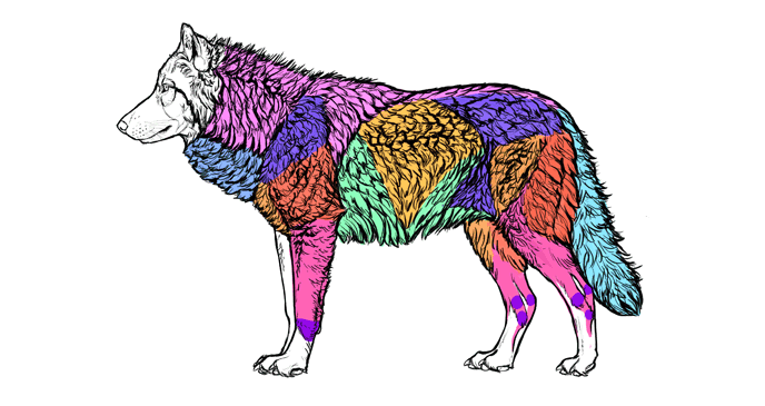 688x365 How To Draw A Wolf Head And Shoulders, Knees And Paws