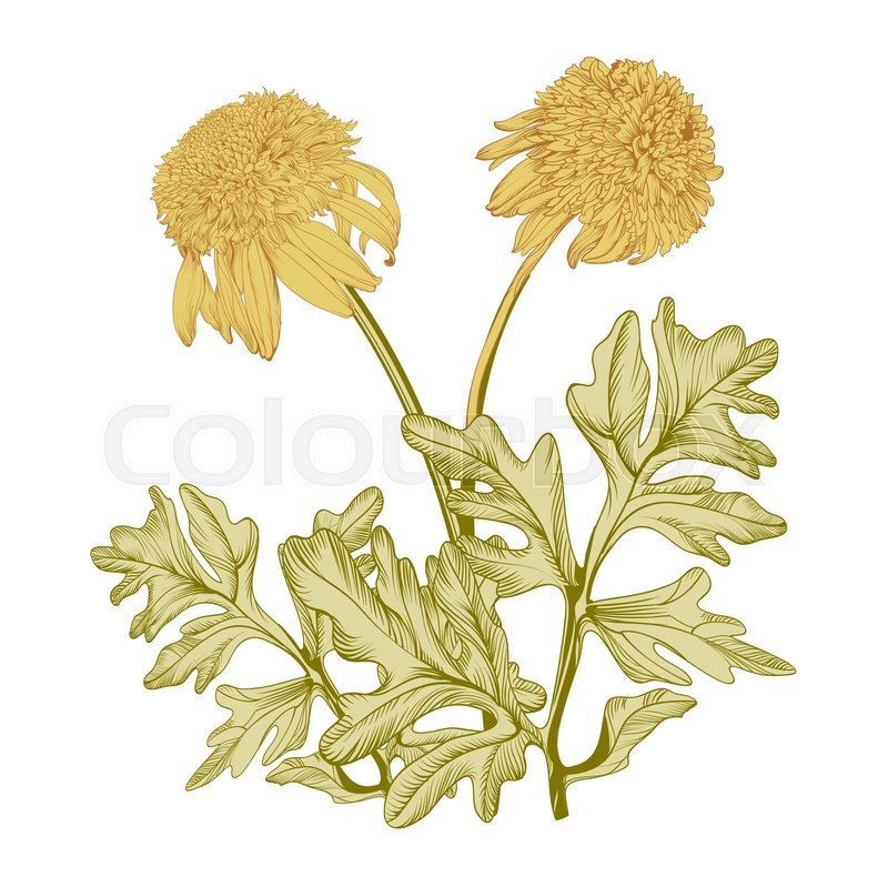 800x799 Hand Drawing Realistic Vintage Garden Flowers On A Yellow