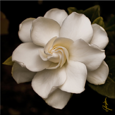 400x400 Coasters Tile Art Gardenia I