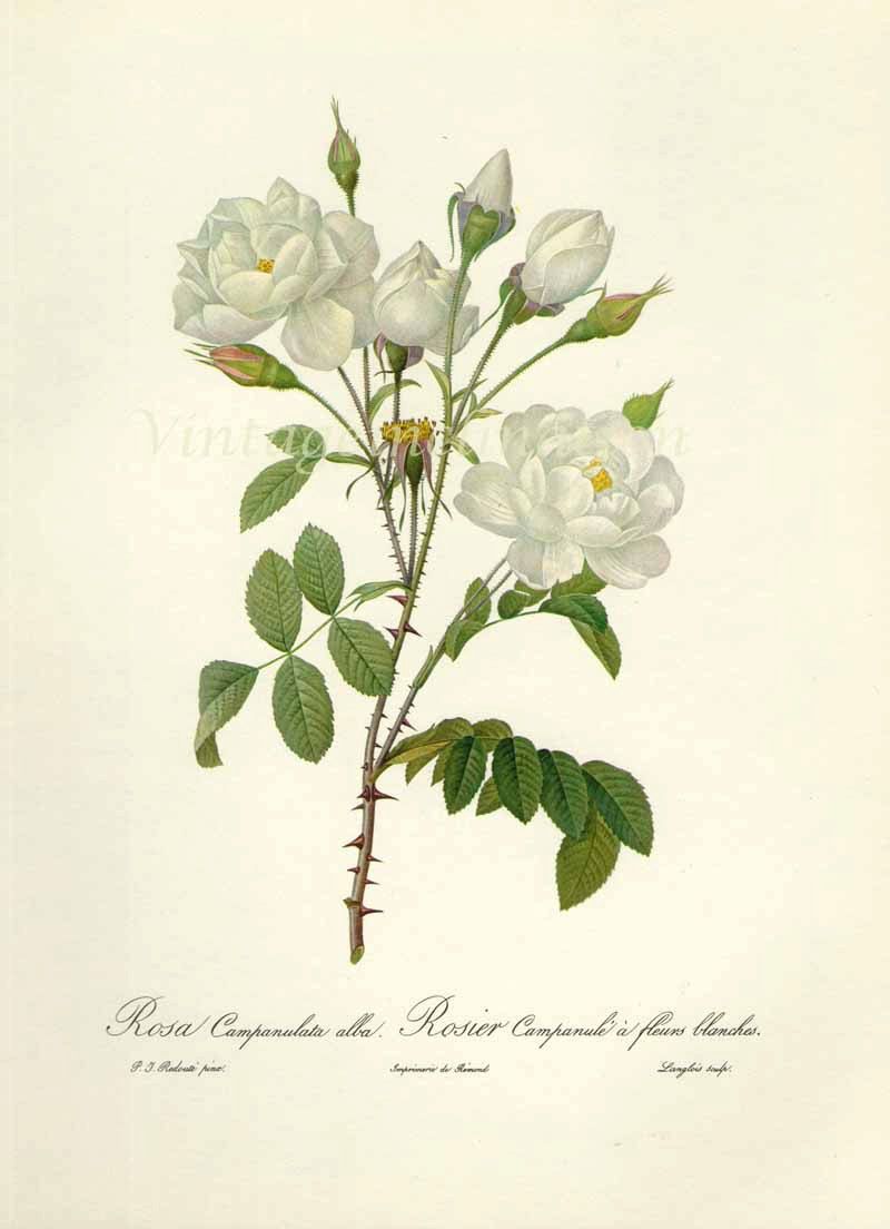 800x1104 Gardenia Botanical Drawing