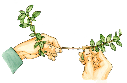 500x325 News Natural History Illustration Gardening Step By Steps