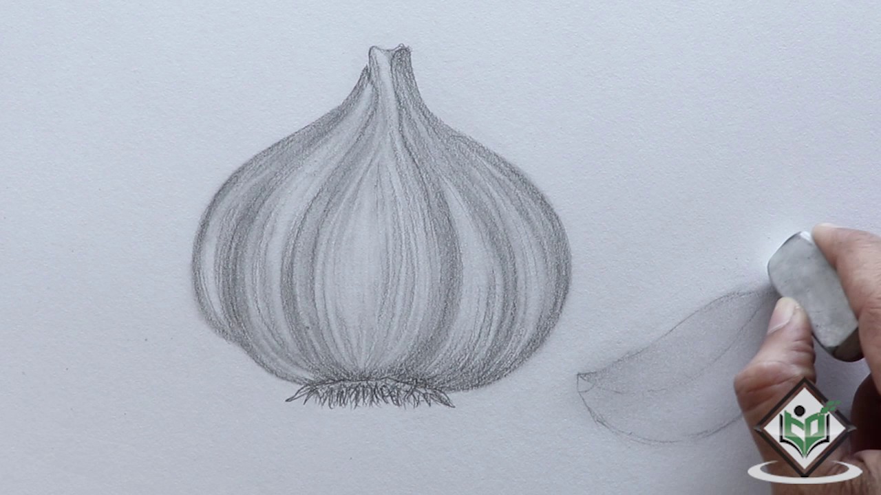 1280x720 How To Sketch A Garlic