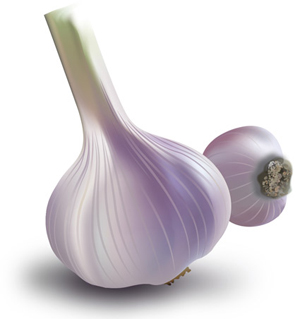 300x319 Illustrator Tutorial Garlic