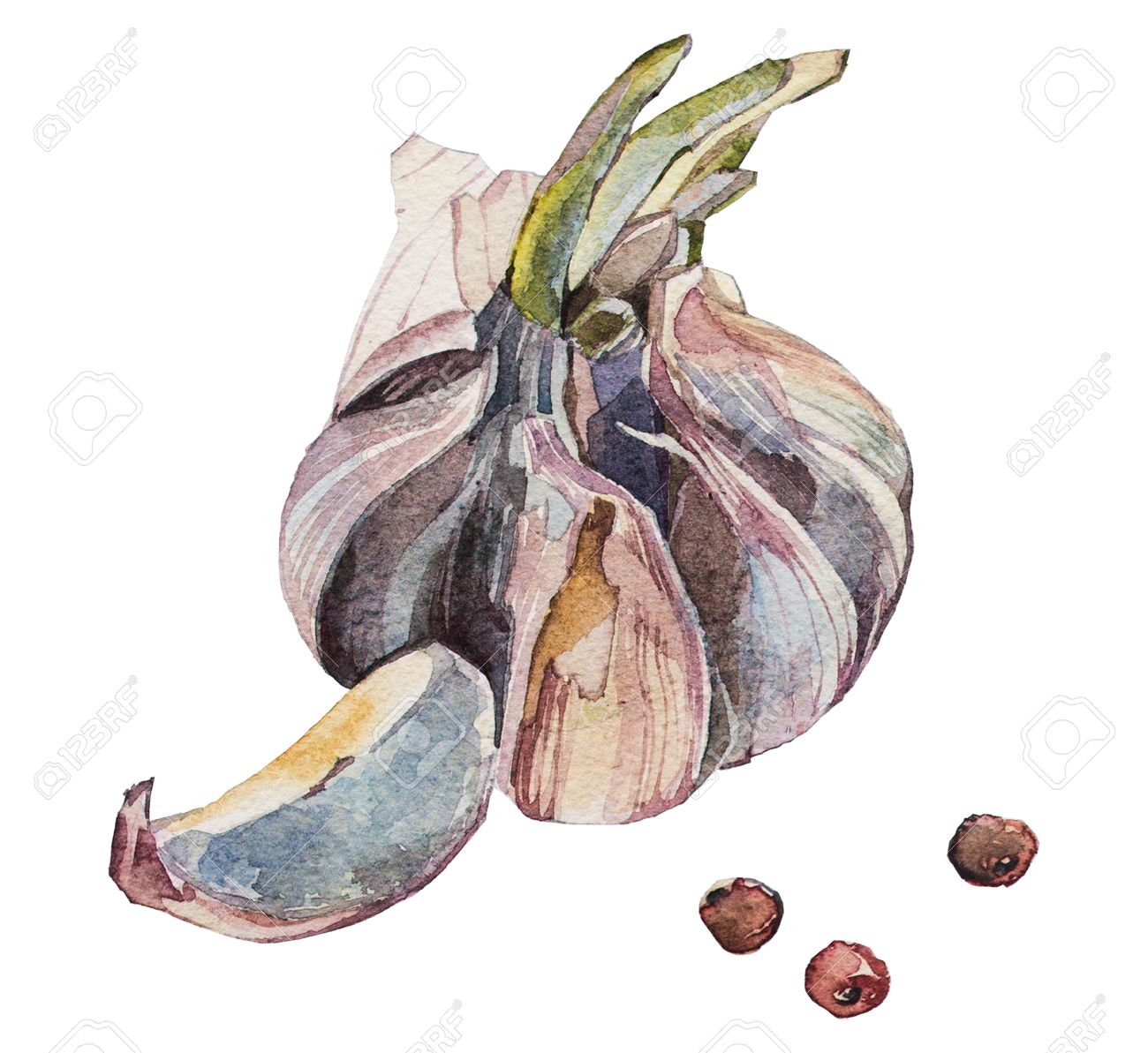 1300x1193 Watercolor Drawing Garlic Isolated At White Background, Hand