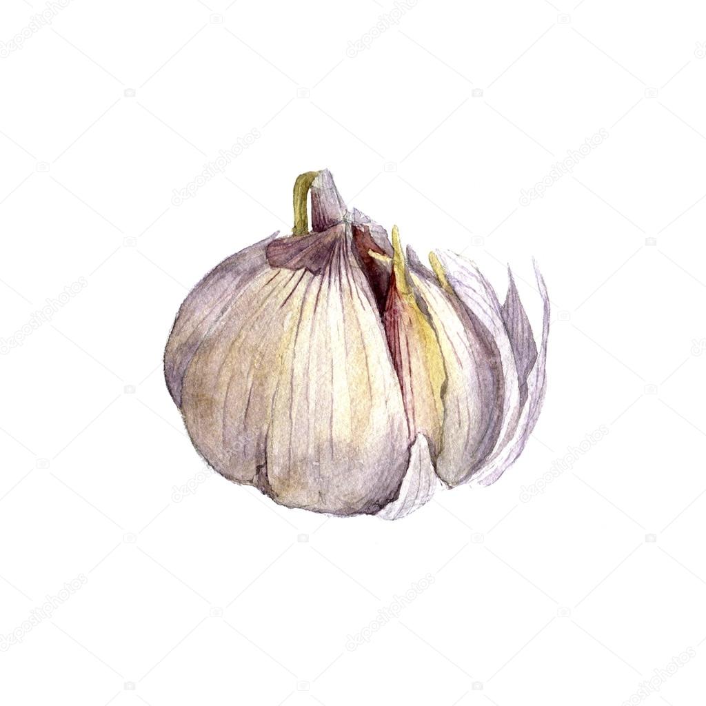 1024x1024 Watercolor Drawing Garlic Stock Photo Cat Arch Angel