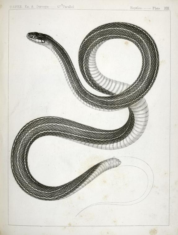 Garter Snake Drawing at GetDrawings | Free download