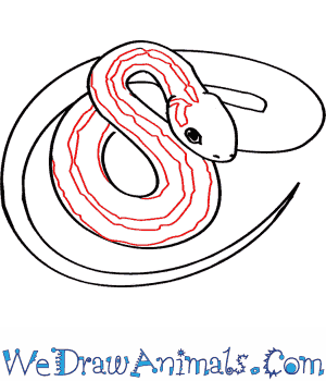 300x350 How To Draw A Common Garter Snake