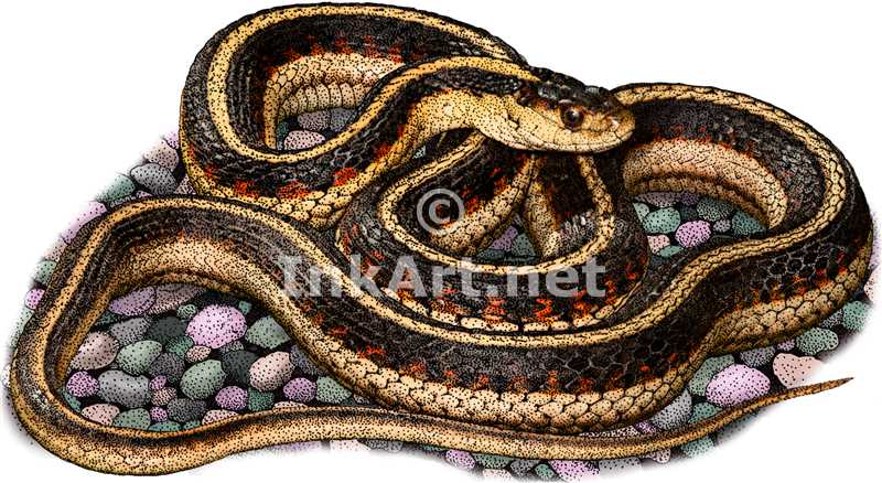800x438 Valley Gartersnake Stock Art Illustration