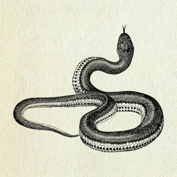 Garter Snake Drawing at GetDrawings | Free download